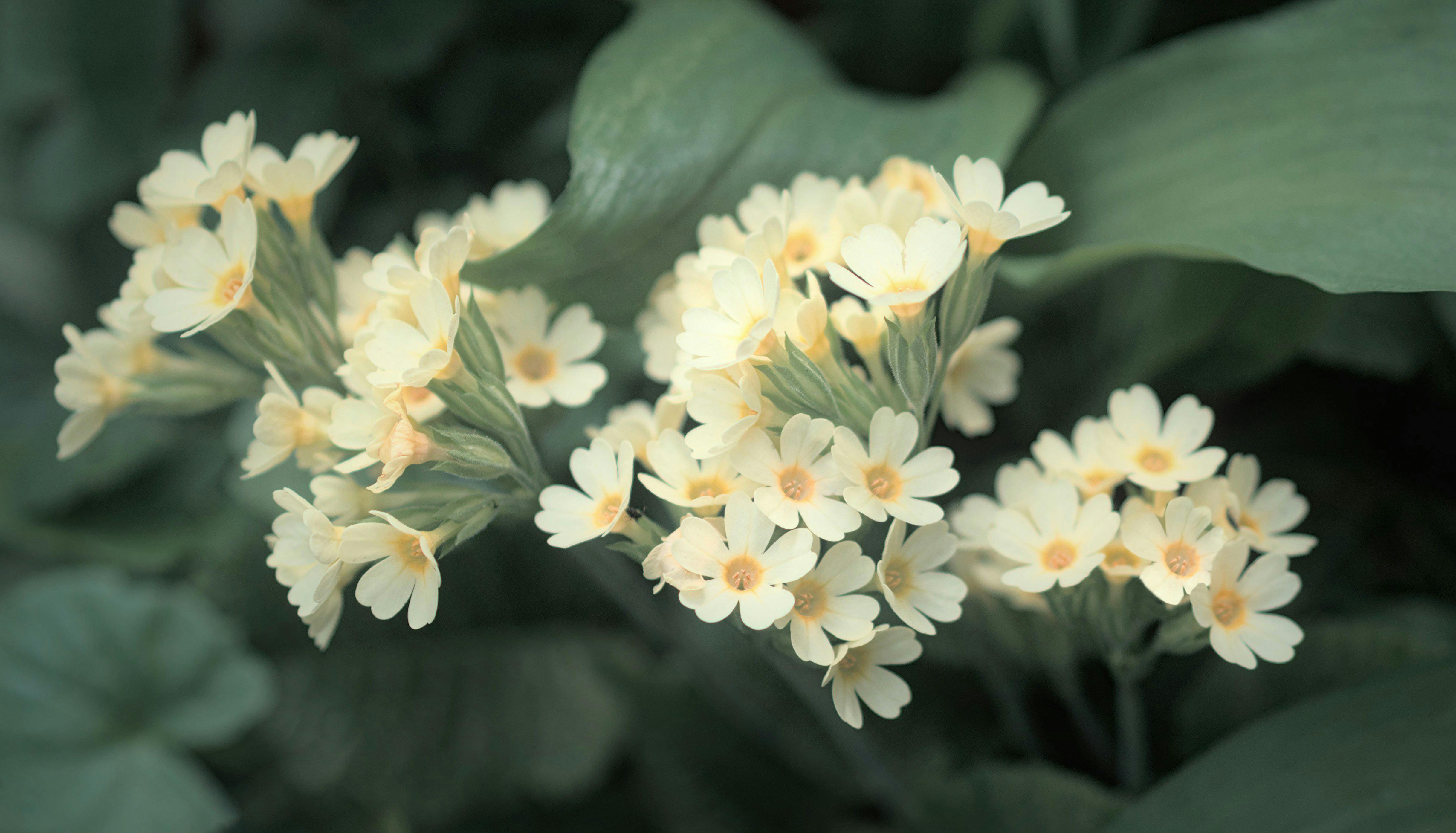 Understanding the Basics of Gardening